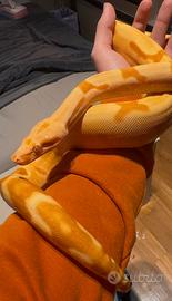 Boa constrictor imperator