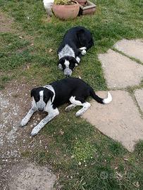 Cuccioli Border collie linea da lavoro