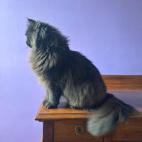 Scrivania Vintage in Legno con Doppia Cassettiera