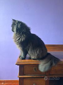 Scrivania Vintage in Legno con Doppia Cassettiera