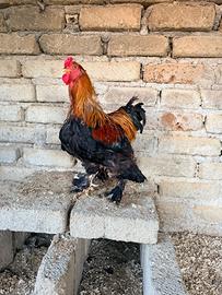 Brahma rossi