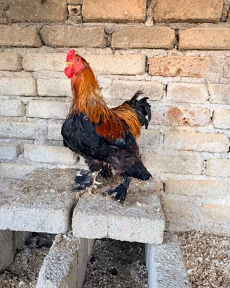 Brahma rossi