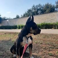 ROMANA, 4 anni, American Bully/Amstaff;
