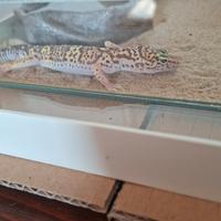 Vendita geco leopardino