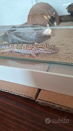 Vendita geco leopardino e terrario