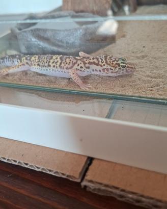 Vendita geco leopardino e terrario