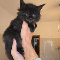 Gattini Maine Coon