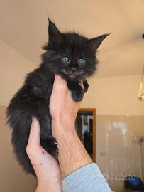Gattini Maine Coon