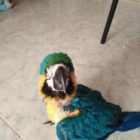 Pappagallo Ara ararauna pulli