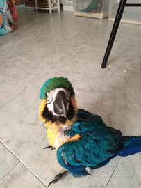 Pappagallo Ara ararauna pulli