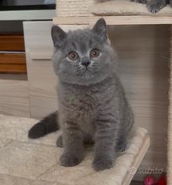 British shorthair blu