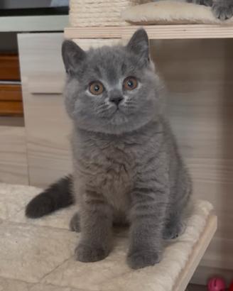 British shorthair blu