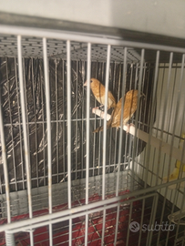 Passeri del Giappone