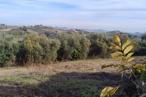 Terreno agricolo ed edificabile - Castorano