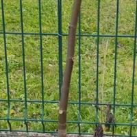 Piante di Fichi di 2 anni
