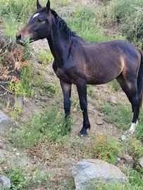 Puledri sella italiano