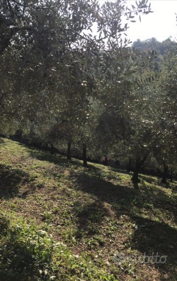 Uliveto terreno agricolo - Vista 2