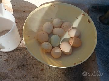 Galline ovaiole
