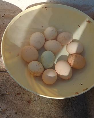 Galline ovaiole