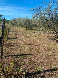 Terreno agricolo