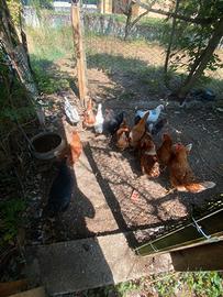 Galline Ovaiole