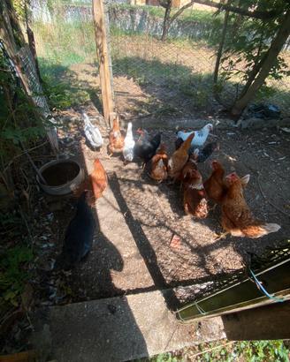 Galline Ovaiole
