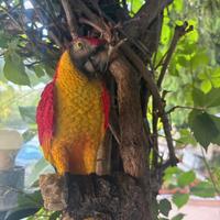 Pappagalli Decorativi Realistici– Colori Tropicali