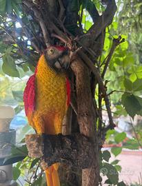 Pappagalli Decorativi Realistici– Colori Tropicali