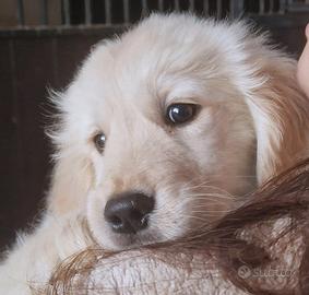 Golden retriever cuccioli con pedigree Enci