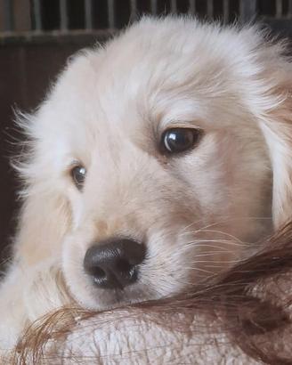 Golden retriever cuccioli con pedigree Enci