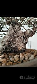 Bonsai YAMADORI olivastro 
