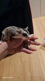 Una famiglia di petauri