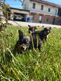 Pinscher Toy femmina
