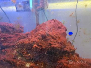 Pesci Acquario Marino