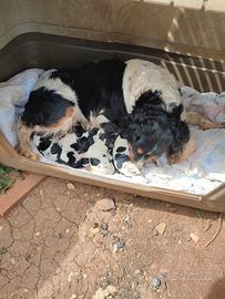 Cuccioli Breton prenotazione