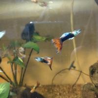 Guppy + Ancistrus normali e gold