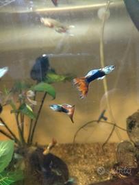 Guppy + Ancistrus normali e gold