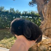 Coniglio ariete Minilop