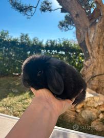 Coniglio ariete Minilop