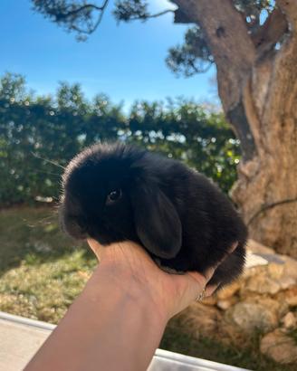 Coniglio ariete Minilop