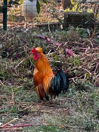 Galetti e galline