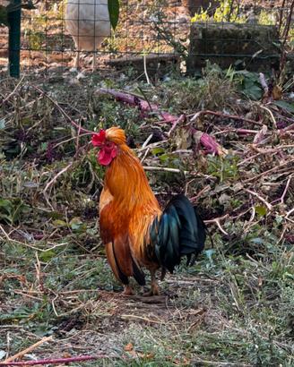 Galetti e galline