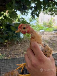 Galli e galline