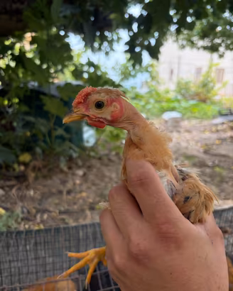 Galli e galline