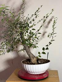 Olmo Cinese Pre-Bonsai