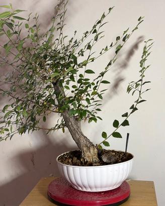 Olmo Cinese Pre-Bonsai