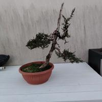 Bonsai di Cipresso