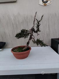 Bonsai di Cipresso