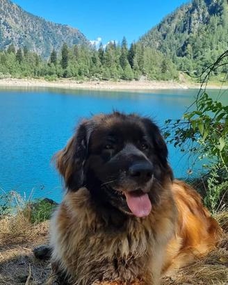 Leonberger