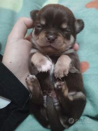 Maschietto cioccolato tricolore